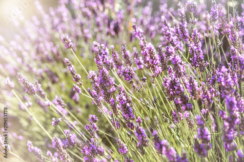 Sunset over a lavender field in Provence, France. Selective Grip.