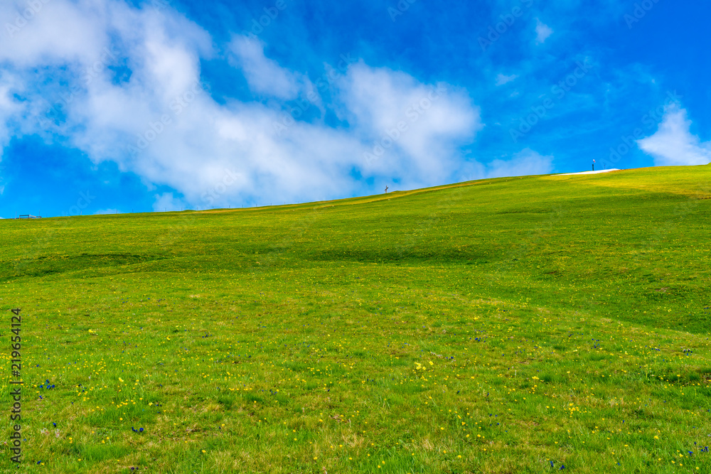 Obraz premium Zielone pole żółte kwiaty na wzgórzu