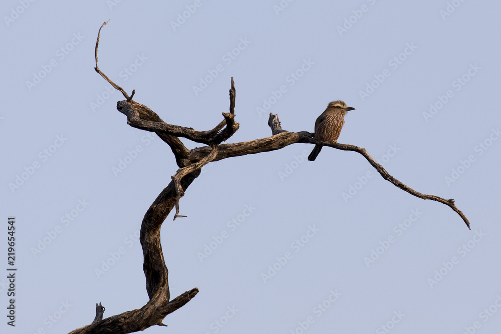 Unidentified bird on a tree Unidentified bird on a tree