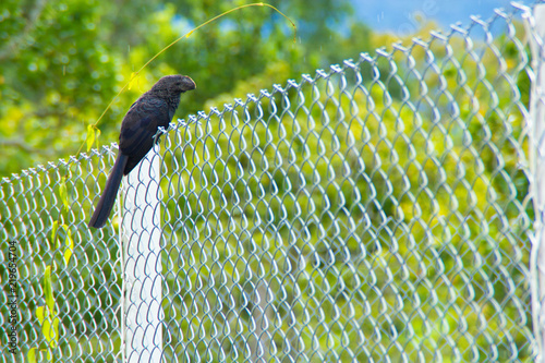 Bild auf Leinwand pájaro a la libertad