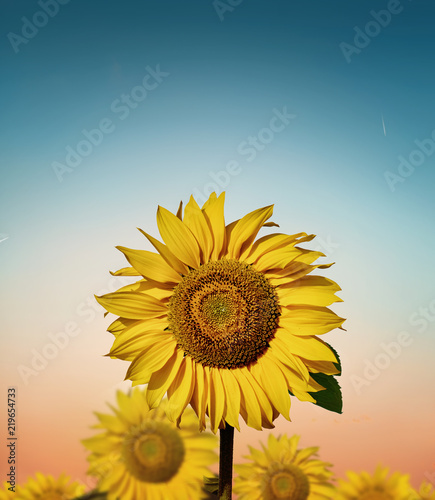 Fototapeta Naklejka Na Ścianę i Meble -  field of blooming sunflowers on a background sunset