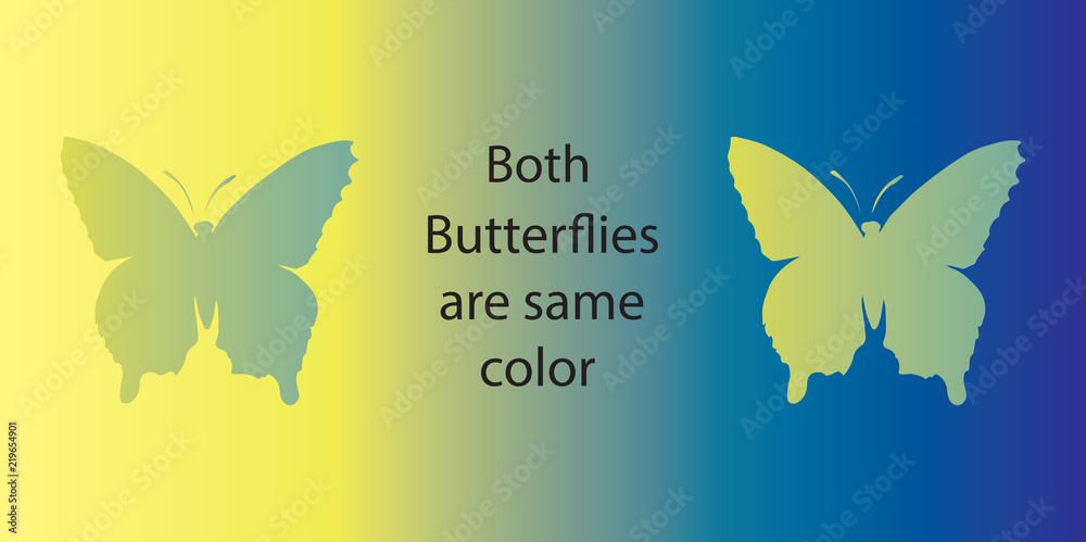 Fototapeta premium Złudzenie optyczne. Oba motyle są tego samego koloru
