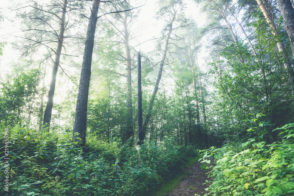 Beautiful summer forest with different trees in morning fog Beautiful summer forest with different trees in morning fog
