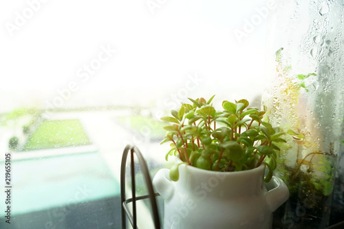 little tree pot at the window