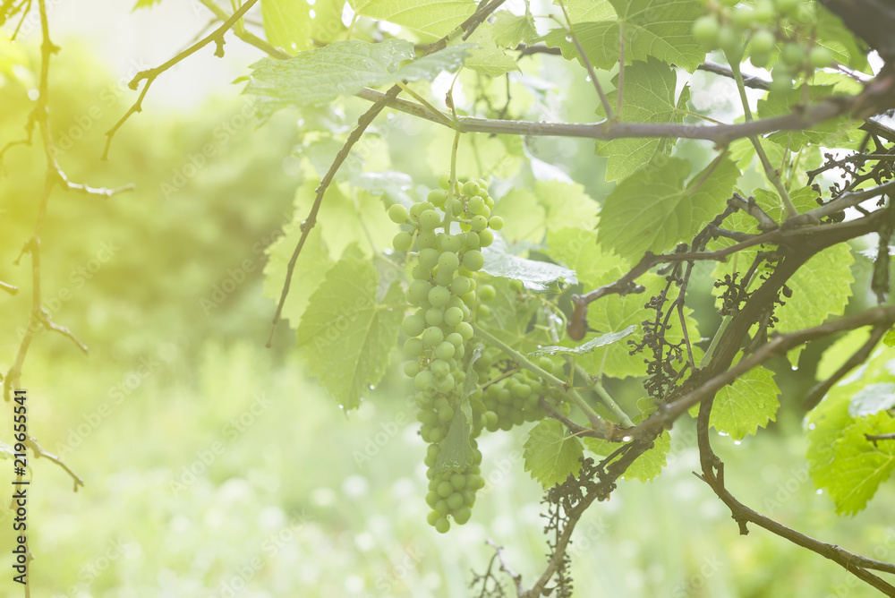 White grapevine on branch with drop of dew after rain on tree and leaves in vineyard, sunlight in garden White grapevine on branch with drop of dew after rain on tree and leaves in vineyard, sunlight in garden