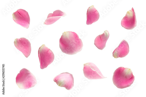 pink rose falling petals ioslated on white