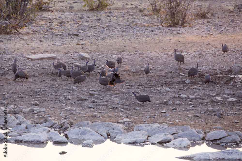 Two helmeted guineafowl fighting Two helmeted guineafowl fighting