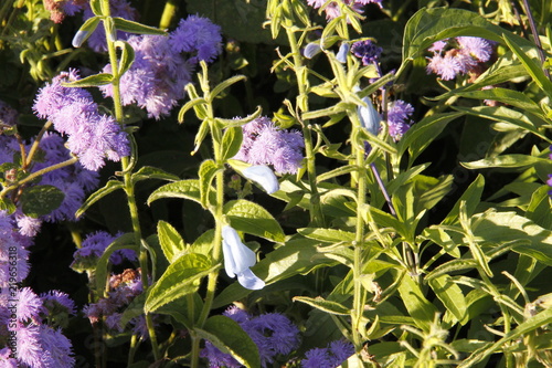 Photography Fleurs mauves dans un parc à Oslo, Norvège