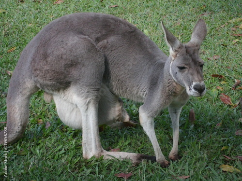 Tiere Australien