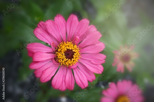 Pink flower blooming in morning Thailand and soft background