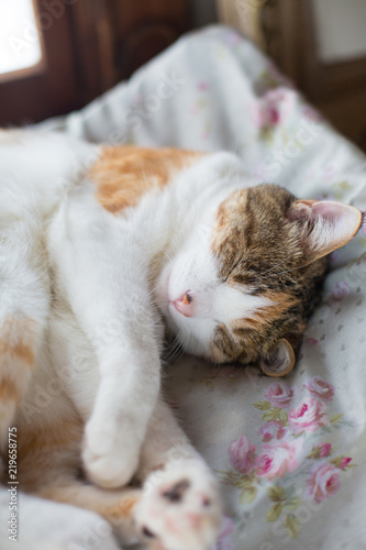 cute calico cat sleeping peacefully © Cyrena111