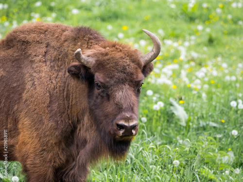  European bison