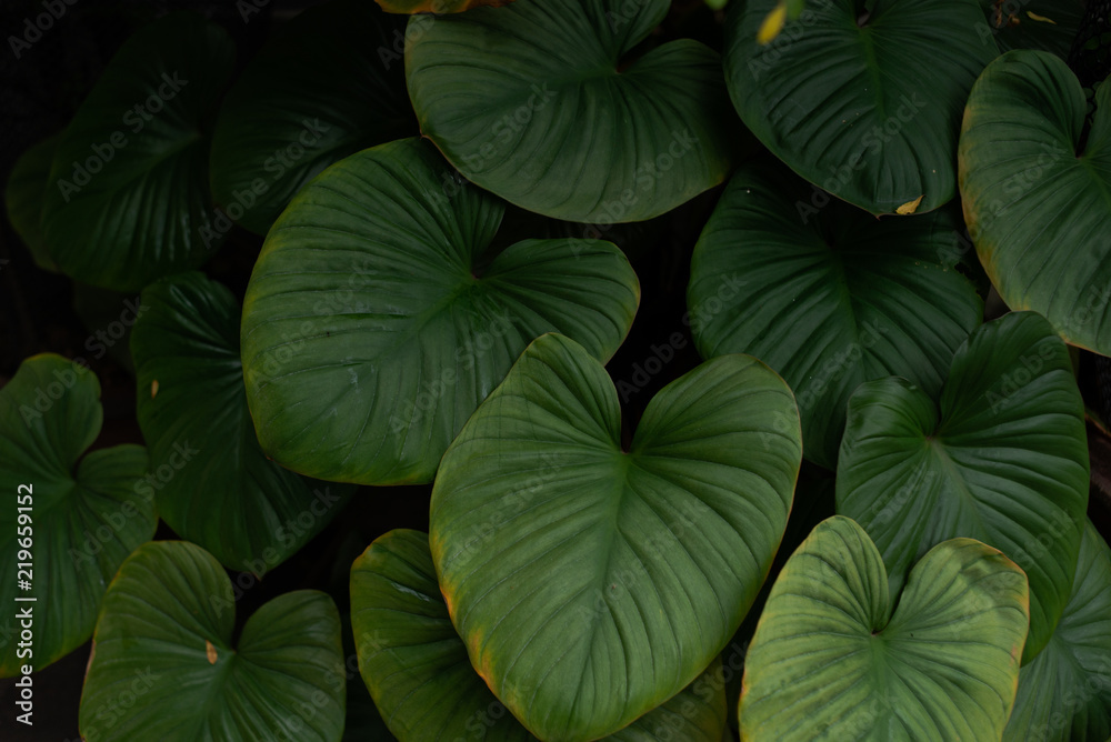 Green leaf background. Green leaf background.