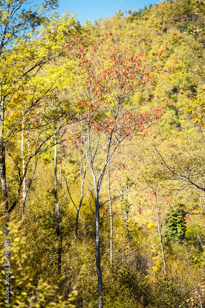 Fototapeta premium Autumn colours