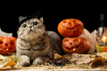 Scary halloween pumpkin Jack-o-lantern and cat in the hat on a black background