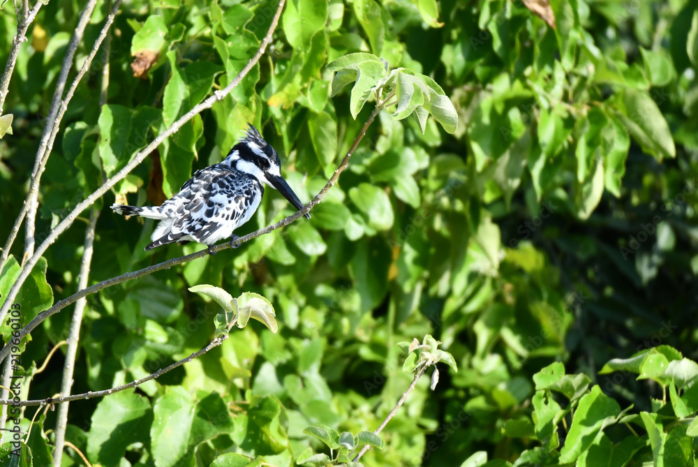 Pied Kingfisher Pied Kingfisher
