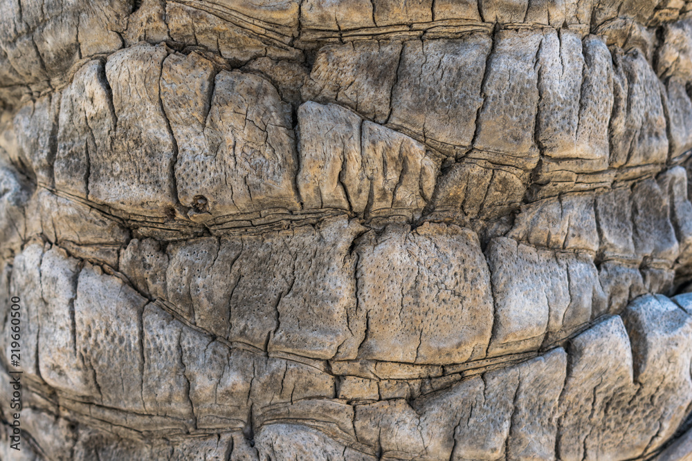 Palm tree texture. Palm tree texture.