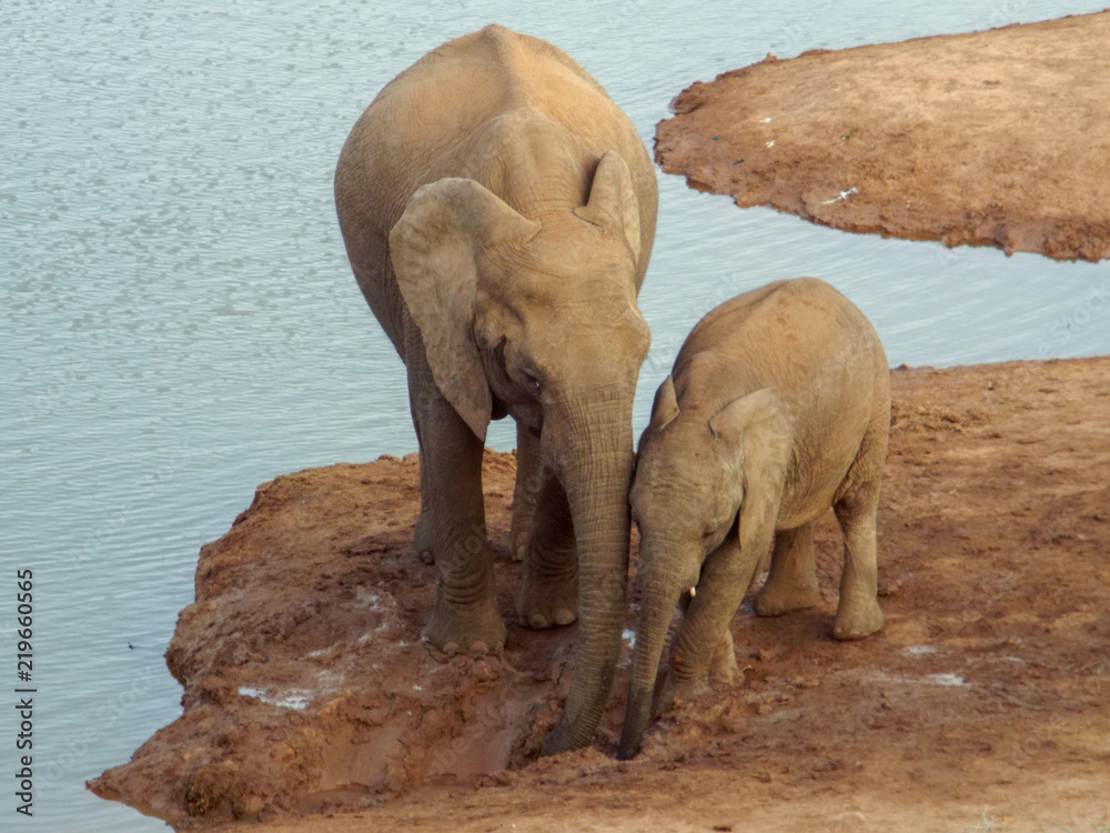 Herd of thirsty elephants with babies at waterhole in the Addo Elephant Park, South Africa.