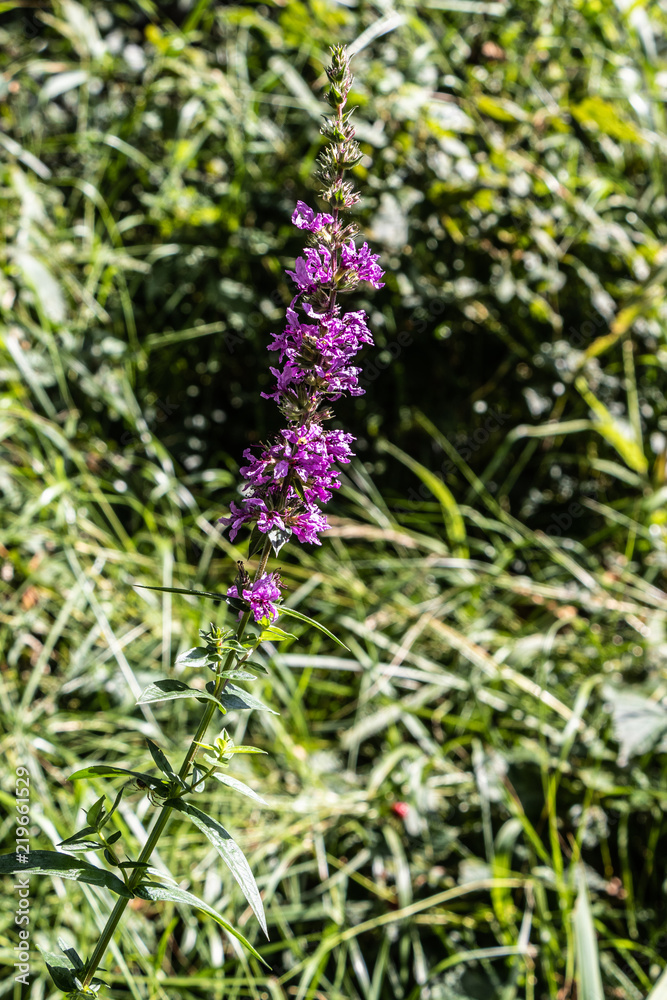 Violett blossoms in the vale of the beck Wandse Violett blossoms in the vale of the beck Wandse