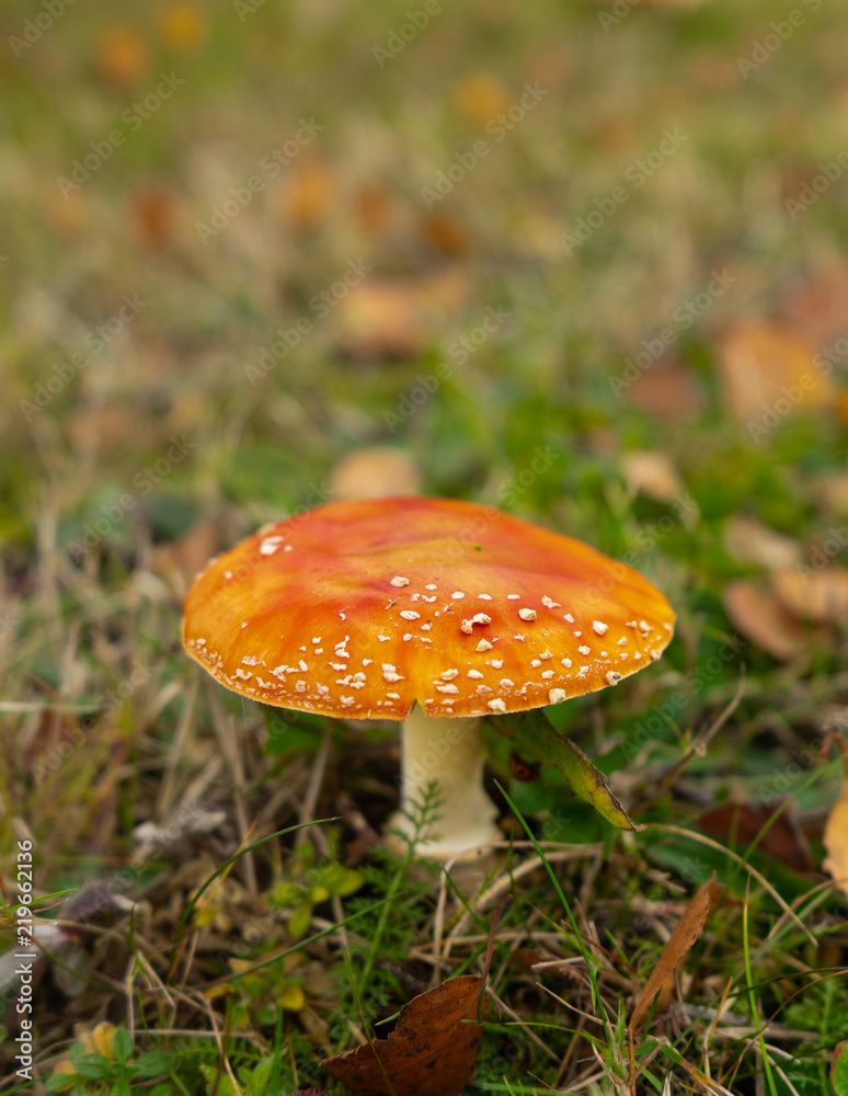 Single red mushroom with white spots on grass in autumn with copy space Single red mushroom with white spots on grass in autumn with copy space