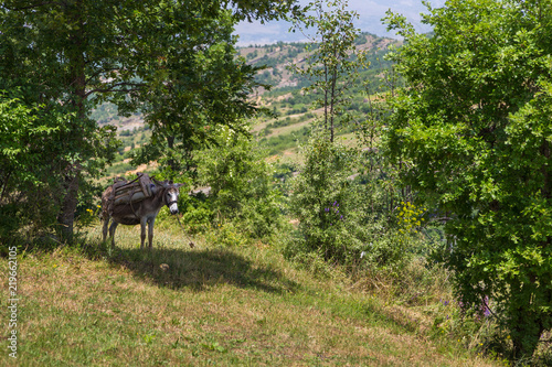 Saddled donkey under tree in albanian mountain. © Tomasz Wozniak