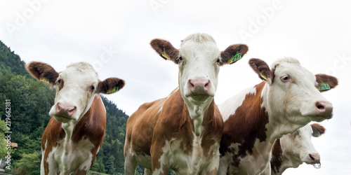 Milchkühe © waechter-media.de