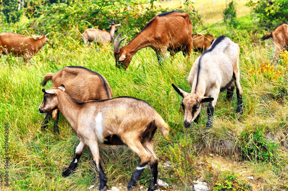 Flocks of alpine goats on pastur. Young white and brown sheep graze on the farm. Flocks of alpine goats on pastur. Young white and brown sheep graze on the farm.