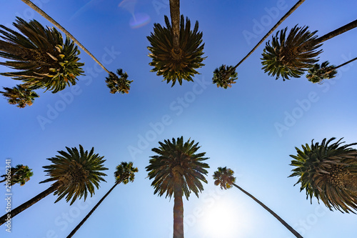 Palm trees and sky in Los Angeles