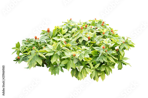 flower bush tree isolated plant on white background with clipping path
