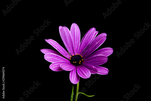 beautiful orange osteospermum or african daisy flower isolated on black