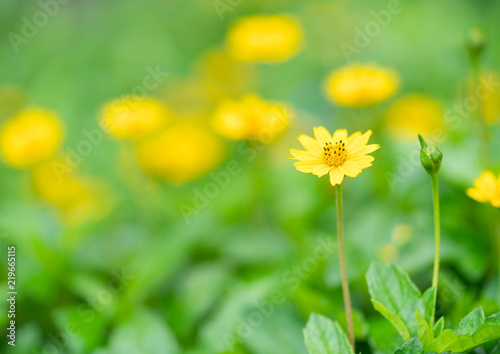 Singapore dailsy with green leaf. Little yellow star flower, Singapore dailsy, Melampodium Divaricatum with leaf green background and copy space