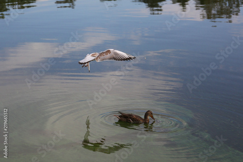 lake Sestroretsky Razliv. gull photo