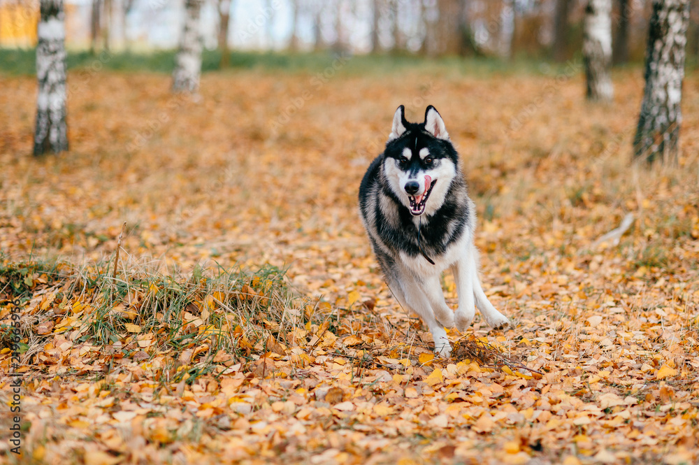 Closeup portrait of lovely fluffy mammal grey husky puppy with brown eyes. Beautiful adorable furry little dog at nature in autumn. Cute breeding pet have fun outdoor. Lonely wolfish carnivore animal. Closeup portrait of lovely fluffy mammal grey husky puppy with brown eyes. Beautiful adorable furry little dog at nature in autumn. Cute breeding pet have fun outdoor. Lonely wolfish carnivore animal.