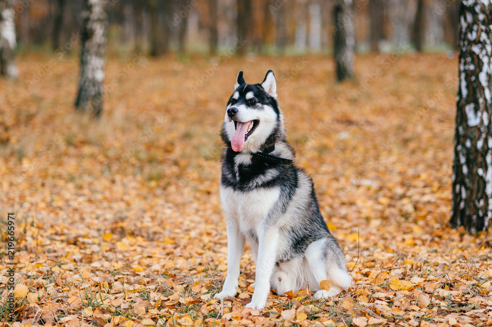Closeup portrait of lovely fluffy mammal grey husky puppy with brown eyes. Beautiful adorable furry little dog at nature in autumn. Cute breeding pet have fun outdoor. Lonely wolfish carnivore animal. Closeup portrait of lovely fluffy mammal grey husky puppy with brown eyes. Beautiful adorable furry little dog at nature in autumn. Cute breeding pet have fun outdoor. Lonely wolfish carnivore animal.
