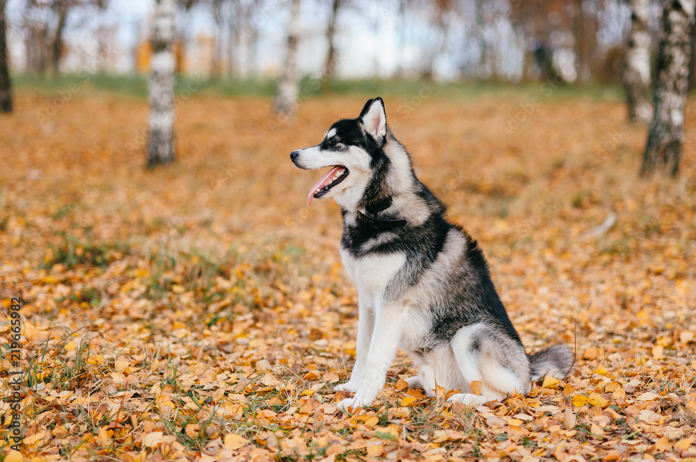Closeup portrait of lovely fluffy mammal grey husky puppy with brown eyes. Beautiful adorable furry little dog at nature in autumn. Cute breeding pet have fun outdoor. Lonely wolfish carnivore animal. Closeup portrait of lovely fluffy mammal grey husky puppy with brown eyes. Beautiful adorable furry little dog at nature in autumn. Cute breeding pet have fun outdoor. Lonely wolfish carnivore animal.