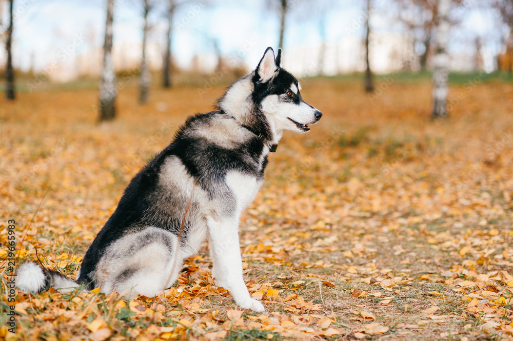 Closeup portrait of lovely fluffy mammal grey husky puppy with brown eyes. Beautiful adorable furry little dog at nature in autumn. Cute breeding pet have fun outdoor. Lonely wolfish carnivore animal.