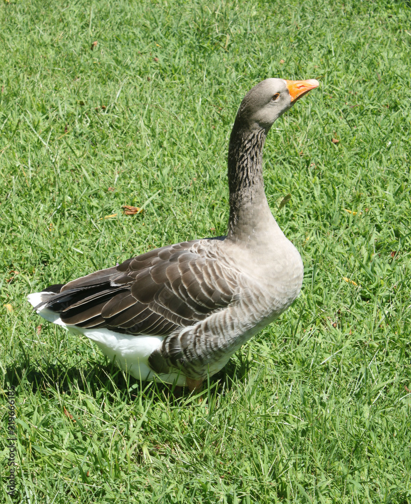 Obraz premium Father Goose