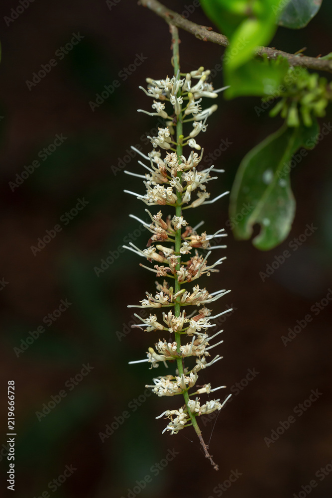 White Macadamia flowers on tree in the valley, Thailand White Macadamia flowers on tree in the valley, Thailand