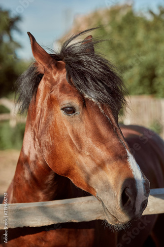 Beautiful brown horse  close-up of muzzle  cute look  mane  background of running field  corral  trees