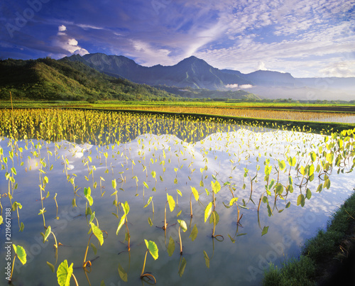 Taro plants reflection in water near Hanalei, Kauai photo