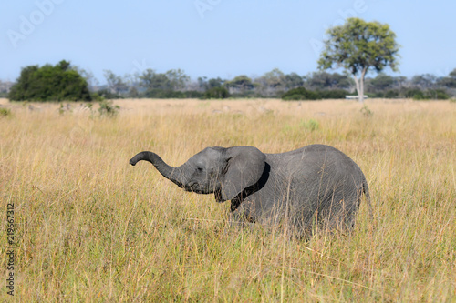 Elephant in Chobe National Park Botswana