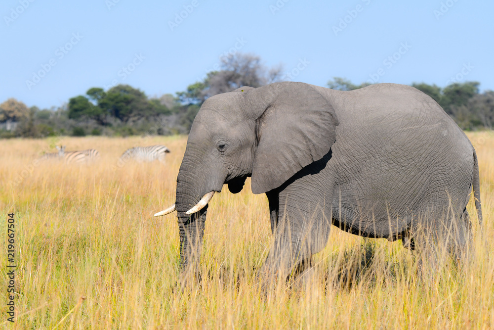 Fototapeta premium Elephant in Chobe National Park Botswana
