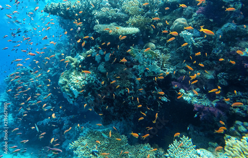 Underwater, huge amount of fish in the Red sea