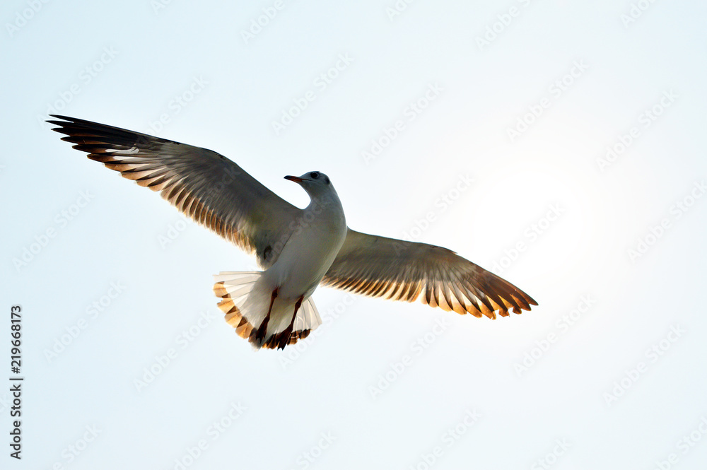 Obraz premium Beautiful wings flying seagull in sky