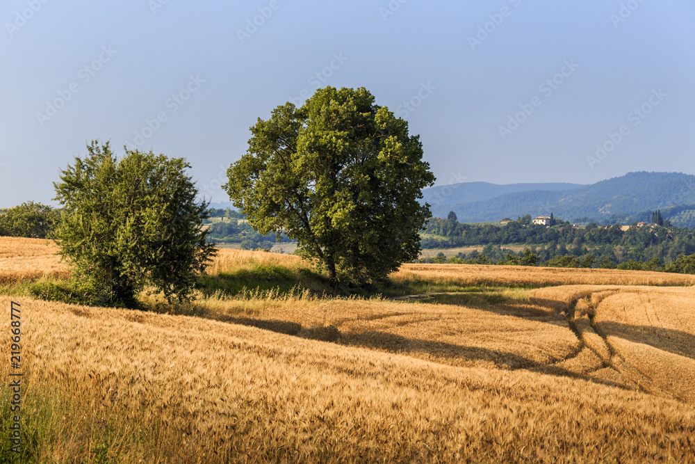 Fototapeta premium Fields of wheat and rye on the sunny slopes of Tuscany. Italy.