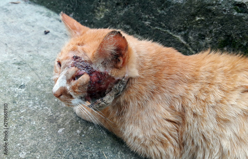 A white red-haired beautiful cat with a large wound in the head