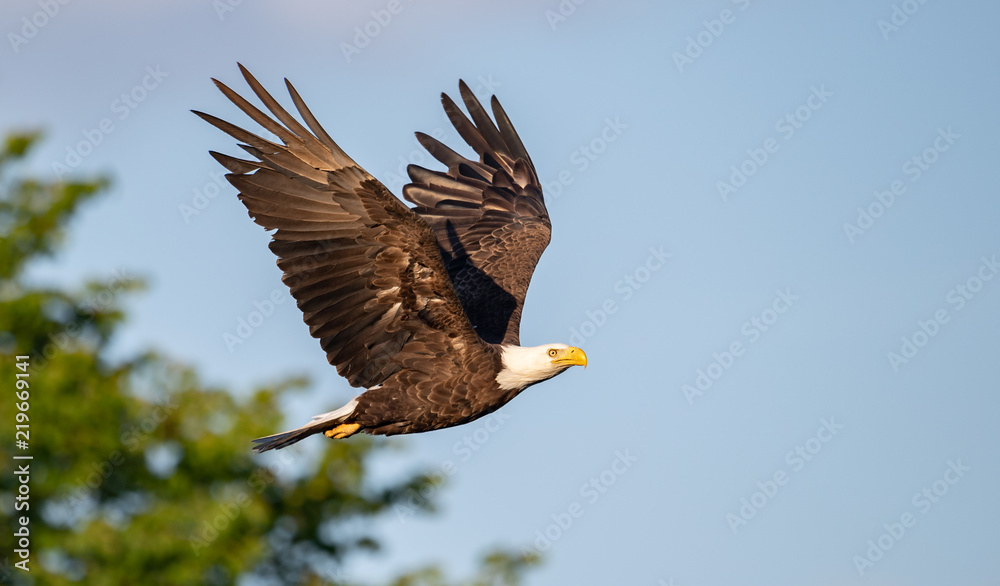 Fototapeta premium Bald Eagle Fishing 