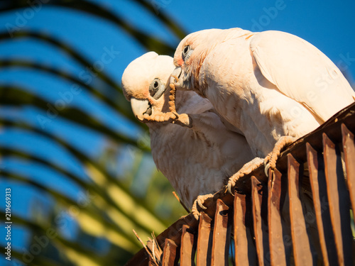 little corella, bare-eyed cockatoo, blood-stained cockatoo, short-billed corella, little cockatoo, blue-eyed cockatoo photo