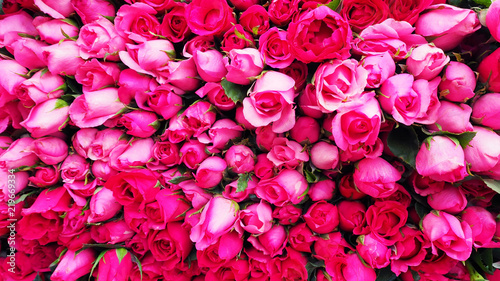 Background image of pink roses