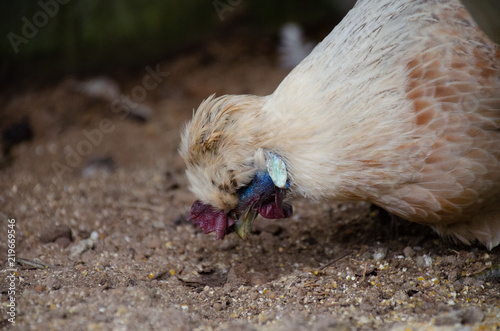 rare chicken eating photo